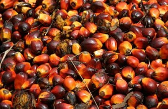 Palm Oil