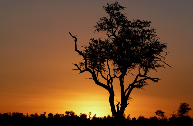 Savanna Sunset Photo: Janine Grab-Bolliger / Bearbeitung: Joujou  / pixelio.de