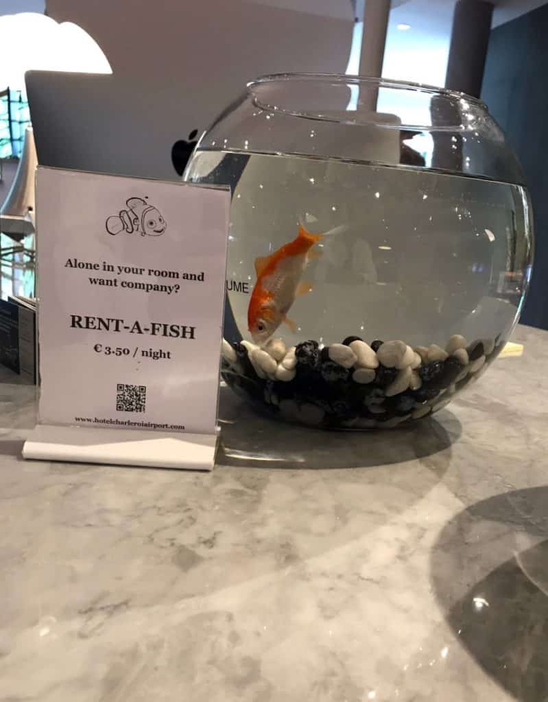 a hotel in Belgium has come up with a unique added extra on a different scale: rent a fish for an evening. 